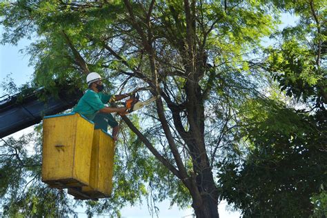 Sedurb Realiza Serviço De Poda De árvores No Trajeto Da Romaria Da Penha