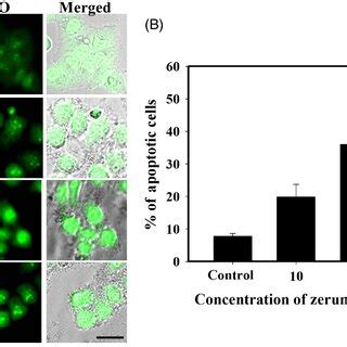 Zerumboneinduced Apoptosis In Hela Cells In A Dosedependent Manner