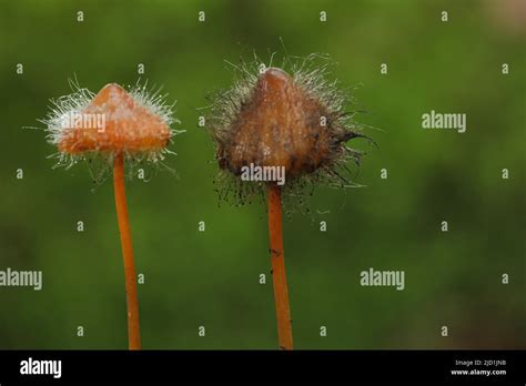 Two Saffrondrop Bonnets Mycena Crocata With Fungal Infestation By