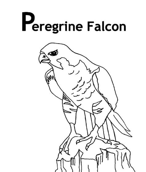 Peregrine Falcon Bird Coloring Pages Bird Coloring Pages Peregrine