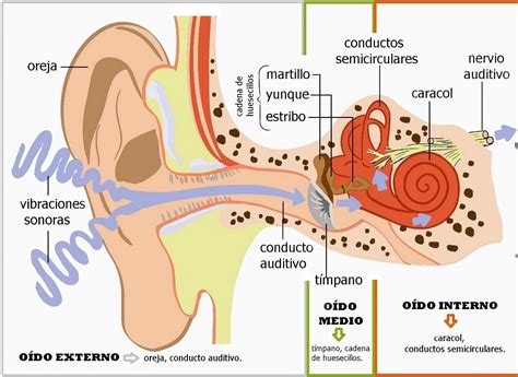 Estructura Interna Del Oido Anatomia Y Fisiologia Humana Ilustracion Images