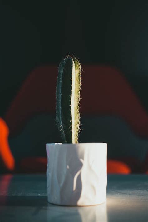 Cactus in White Ceramic Pot · Free Stock Photo