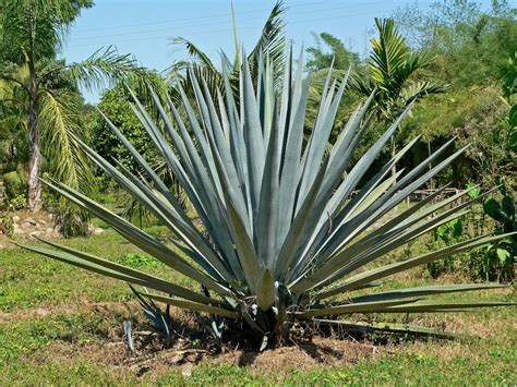 Agave La Suculenta M S Resistente A La Sequ A