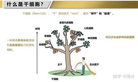 中国干细胞治疗技术领域发展前景非常可观的六大趋势 知乎