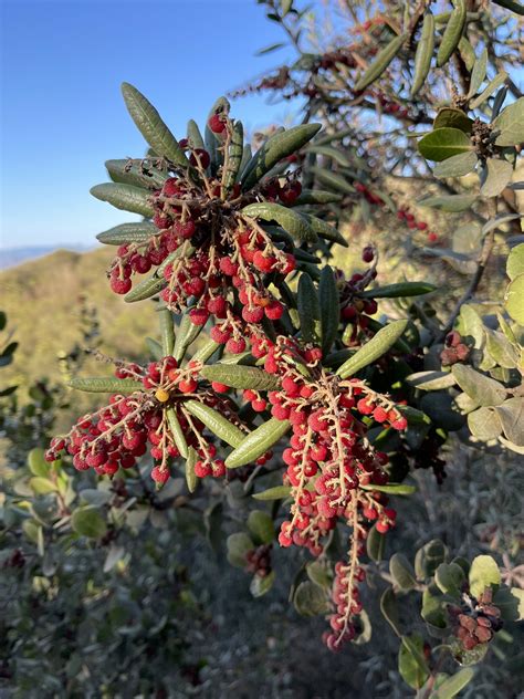 方舟子 on Twitter 今日所见野花夏日冬青 summer holly 红灌木猴花 red bush monkey flower