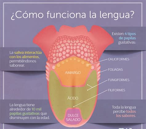 Lista Foto Mapa Mental De Las Funciones De La Lengua Cena Hermosa