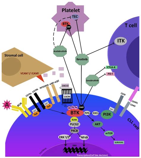 Signaling pathways involved in the mechanisms of action of Bruton ...