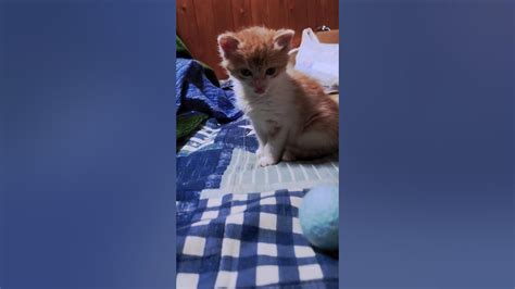 子猫を保護しました（13日目）まだボールに興味ないみたいですねkitten こねこ保護猫 Youtube