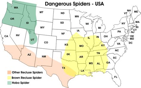 Habitats Of The Three Most Venomous Spiders In The United States Prepper Survival Survival