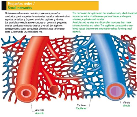 Arteriolas Capilares Y Vénulas Icarito