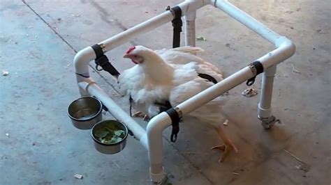 How To Make A Diy Chicken Wheelchair Bitchin Chickens