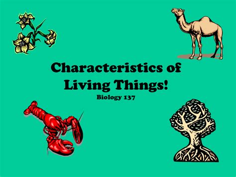 6 Characteristics Of Living Things