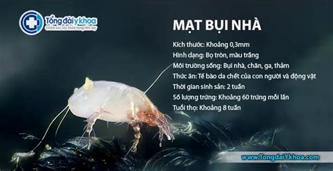 Con mạt bụi nhà là gì