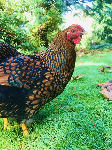 Gold Lace Wyandotte BackYard Chickens Learn How To Raise Chickens