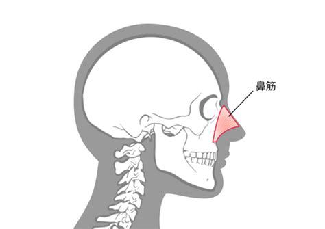 Free Vectors | nasal bridge lateral