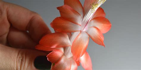 Schlumbergera Hybrid Rio Brazil Epiphytic Cacti