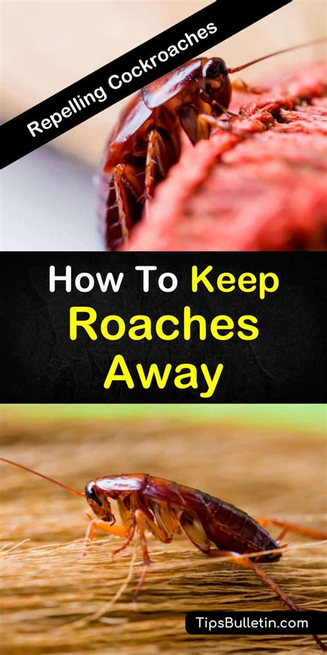 12 Amazing Ways To Keep Roaches Away