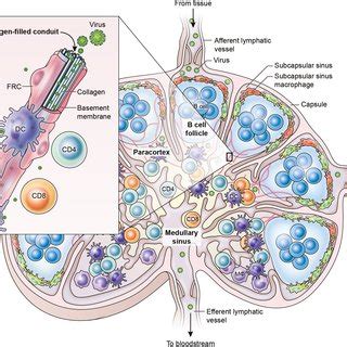 Sizes Of Virions And Immune Cells Commonly Imaged Using IVM Diagram