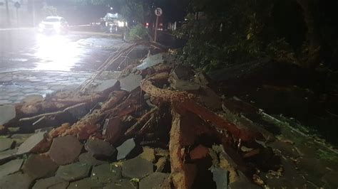 Chuva Forte Derrubou Ao Menos Dez árvores Em Araraquara Acidade On