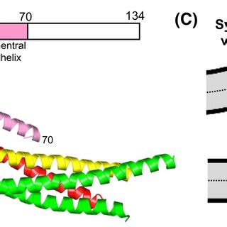 Complexin Structure And Function A Domain Diagram Of Complexin