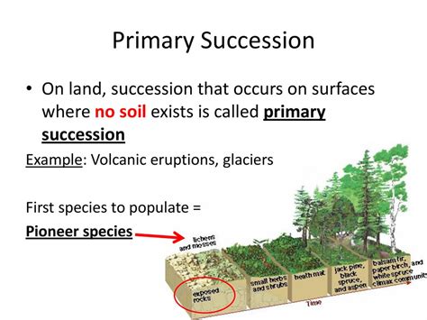 Ecological Succession Ppt Download