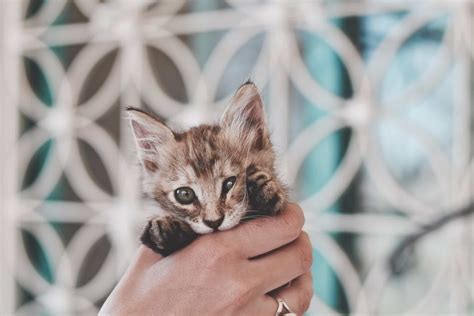 Quantos Dias Os Gatos Abrem Os Olhos Saiba Aqui Senhor Gato