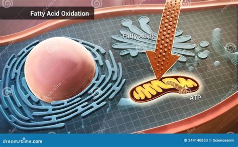 Cell Structure And Components Mitochondria Nucleus And Cytoplasm