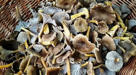 Chanterelle grise ce trésor caché secrets des champignons