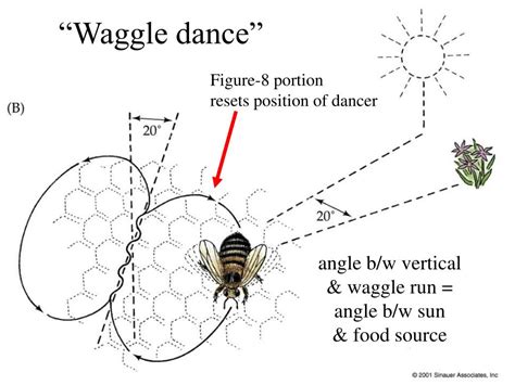 Ppt The Honey Bee Dance Language Powerpoint Presentation Free