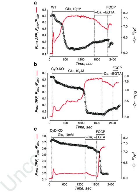 Simultaneous Recordings Of Cytosolic Ca Monitored With Fura Ff Red