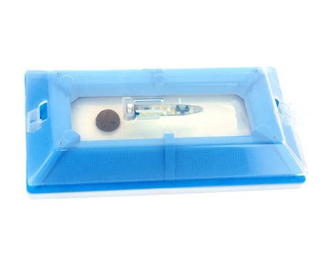 Black Carpet Beetle: Pest of Carpets & Dried Food