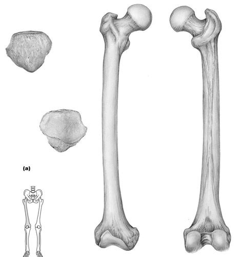 Anatomy Lab 2 Femur And Patella Diagram Quizlet