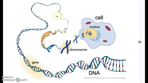 Cell Nucleus Chromosome Dna Genes Youtube