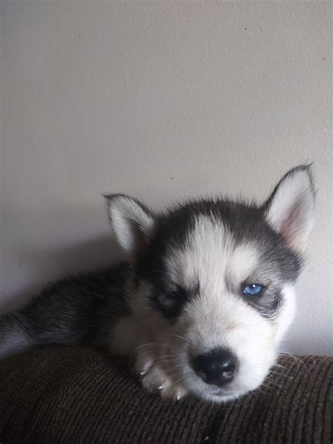 Husky Puppies Florida Visit Our Siberian Husky Puppies For Sale Near