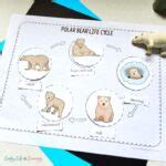 Polar Bear Life Cycle Worksheet