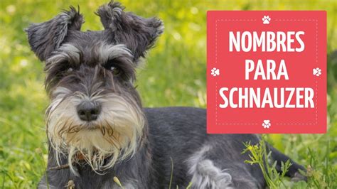 Nombres Para Perros Schnauzer 💖 ¡lindos Para Machos Y Hembras En