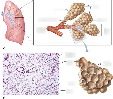 Ch 22 Alveoli Labeling Diagram Quizlet