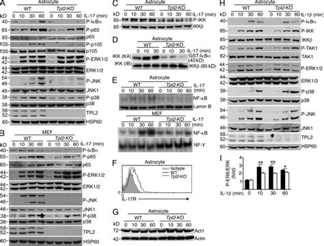 Tpl2 Mediates Autoimmune Inflammation Through Activation Of The Tak1