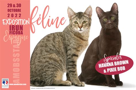 XV Exposición Internacional Felina Ficoba