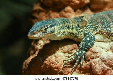 105 Common Goanna Royalty-Free Photos and Stock Images | Shutterstock