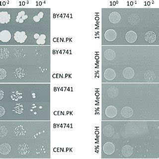 Cen Pk D Exhibits A Specific Metabolic Response To Methanol A