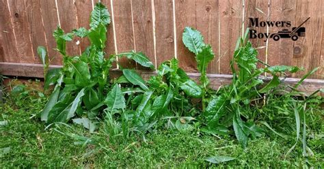 Common Lawn Weeds And How To Get Rid Of Them