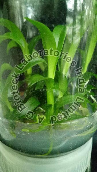 Tropical Orchid Flower Tissue Culture Plants Manufacturer Supplier