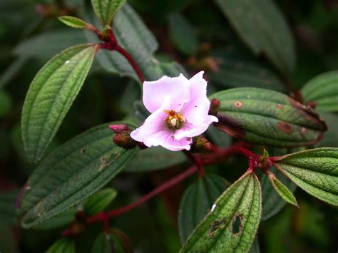 Melastoma Malabathricum Melastomataceae Image 14400 At PhytoImages