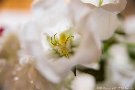 Center View Photograph By Teresa Blanton Fine Art America