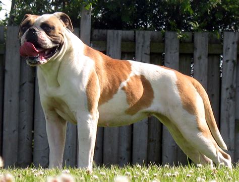 Gallery - Rosebull Kennel American Bulldogs