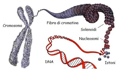 Cromatina