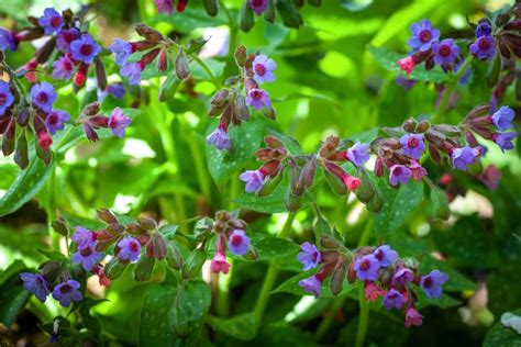 15 Best Shade Perennials to Plant in Your Yard