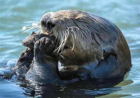 Sea Otters Eating Food