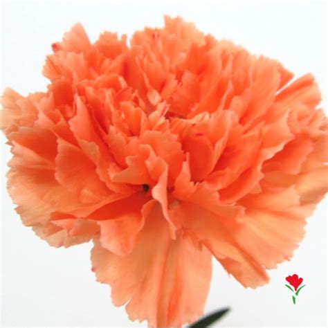 Orange Carnation From Flores Funza Variety Hermes Orange